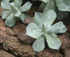 feuilles de plantes d'agave pointues photo