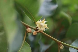 les fleurs du bois de balle fleurissent sur la branche et le fond des feuilles floues, thaïlande. photo