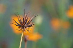 graines de cosmos thaïlandais ou aster mexicain et arrière-plan flou. photo