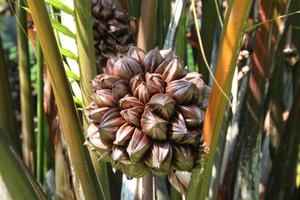 un groupe de fruits de palmier nipa et de fond d'arbre. photo