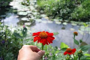 une main tient le tournesol mexicain rouge et l'arrière-plan flou du canal d'eau. photo