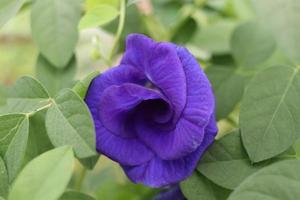 une fleur de pois papillon qui fleurit et un fond de feuilles vertes. un autre nom est pois bleu, pigeonwings asiatiques, pois darwin, bluebellvine. photo