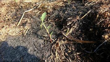 plantes poussant sur des cendres de paille brûlante sur un arrière-plan flou photo