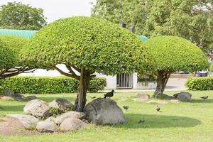 les oiseaux et l'arbre belle garniture dans le jardin photo