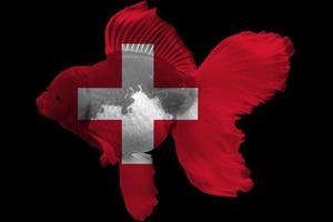 drapeau de la suisse sur le poisson rouge photo