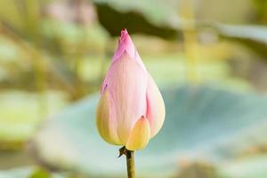 lotus aux multiples couleurs et magnifique dans les étangs. photo