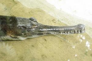 le gharial malais rentre dans un zoo photo