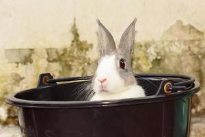 les lapins sont de petits mammifères. lapin est un nom familier pour un lapin. photo