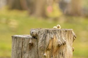 souche dans le jardin photo