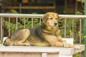 le chien est un animal de compagnie. les chiens sont le meilleur ami de l'homme. photo