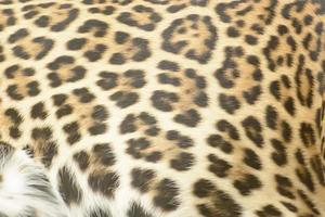 texture de fourrure de léopard photo