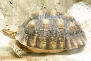 la tortue radiée rentre dans un zoo photo