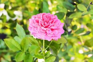 rose en plusieurs couleurs et belle dans le jardin photo