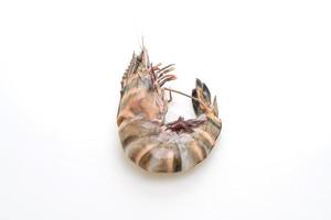 crevettes tigrées ou crevettes fraîches photo