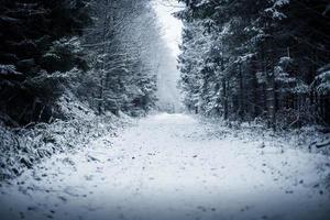 chemin dans la forêt d'hiver photo