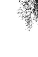 branches noires d'arbres sur fond blanc photo