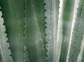 gros plan de plante succulente, épine et détail sur les feuilles de l'agave photo