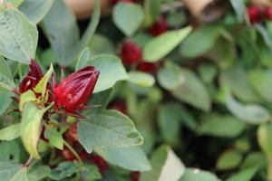 fruits et feuilles de roselle rouge sur le bouquet et flou fond de feuilles vertes. un autre nom est l'oseille jamaïcaine, la rozella, l'oseille, l'oseille rouge. photo