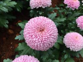 fleurs de chrysanthème pom pom photo