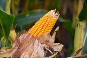 maïs ou maïs pour l'alimentation des animaux dans les terres agricoles. photo