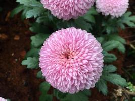 fleurs de chrysanthème pom pom photo