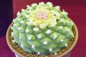 le cactus est une plante qui se trouve dans le désert. c'est une déshydratation perannuelle. par conséquent, il peut être placé dans le désert. photo