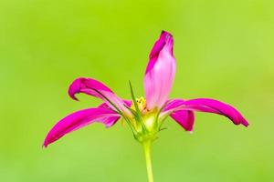 les fleurs sont belles et rafraîchissantes photo