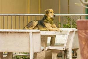 le chien est un animal de compagnie. les chiens sont le meilleur ami de l'homme. photo