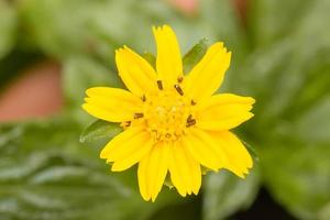 les fleurs sont belles et rafraîchissantes photo