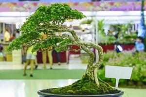 petit arbre, cultivé selon la technique thaïlandaise du bonsaï. photo