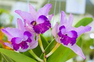 cattleya est un genre de 113 espèces d'orchidées du costa rica et des antilles au sud de l'argentine. photo