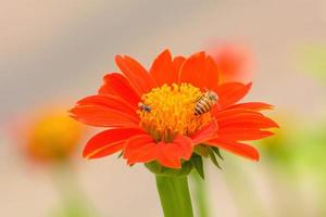 tournesol mexicain dans le jardin sur fond de nature. photo