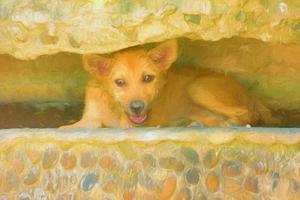 sommeil de chien aquarelle photo