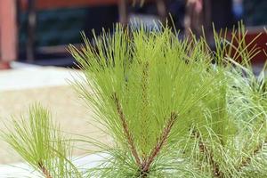 la feuille verte de pinus dans le parc. photo