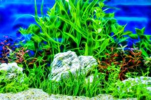 plante aquatique abstraite ou plante aquatique ou herbe aquatique photo