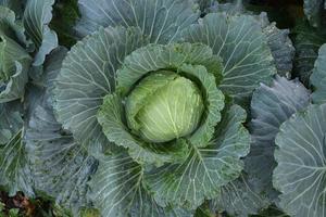 tête de chou cultivée sur place avec du compost et des soins naturels pour servir de nourriture familiale. photo