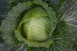 tête de chou cultivée sur place avec du compost et des soins naturels pour servir de nourriture familiale. photo