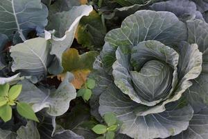 tête de chou cultivée sur place avec du compost et des soins naturels pour servir de nourriture familiale. photo