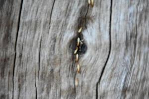 la surface avant de l'hémisphère en bois a été exposée au soleil et altérée pour causer de la moisissure sur le bois. photo