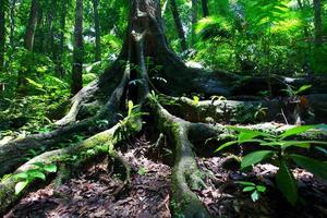 Les racines des arbres de la forêt tropicale à Mossman gorge photo