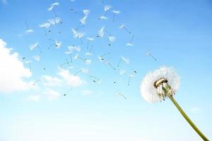 fleur de pissenlit avec plumes volantes sur ciel bleu. photo