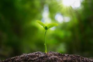 petite plante poussant à la lumière du matin au jardin. concept jour de la terre photo