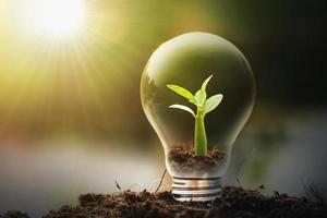 idée de concept d'économie d'énergie jeune plante et ampoule photo