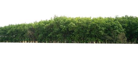 Groupe arbre vert isoler sur fond blanc photo