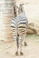 le zèbre mange de l'herbe dans un zoo photo