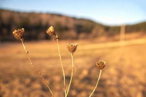 droge fleurs sauvages sèches dans un pré au soleil photo