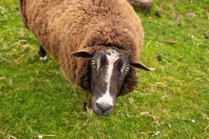 mouton brun non tondu sur fond d'herbe verte juteuse et brillante photo