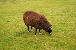 mouton brun non tondu sur fond d'herbe verte juteuse et brillante photo