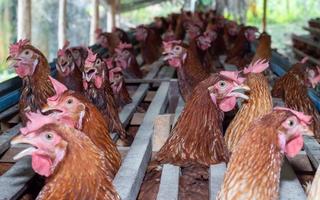 poules en cage à la ferme, poulet mangeant dans une cage en bois à la ferme. photo