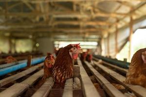 poules en cage à la ferme, poulet mangeant dans une cage en bois à la ferme. photo